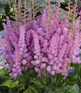 Astilbe 'Little Vision in Purple' 